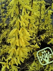 Forsythia x intermedia´Spectabilis´