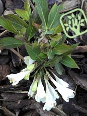 Weigela florida ´Black and White´