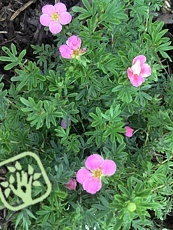 Potentilla fruticosa ‘Lovely Pink’