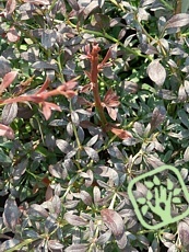 Berberis thunbergii ‘Red Dream’ Berberis thunbergii ‘Red Dream’