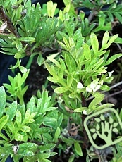 Syringa protolaciniata 'Kabul'