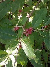 Elaeagnus umbellata Elaeagnus umbellata