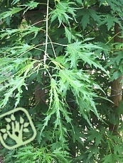 Acer  saccharinum ´Laciniatum Wieri´