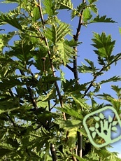 Corylus avellana ´Laciniata´