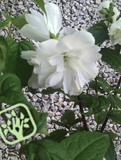 Philadelphus coronarius ´Snowbelle´