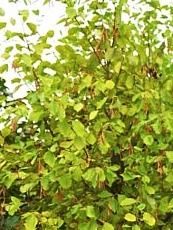 Alnus incana ´Aurea´ Alnus incana ´Aurea´