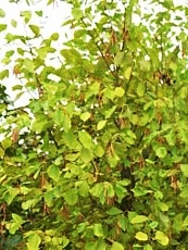 Alnus incana ´Aurea´