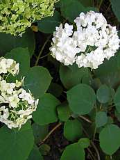 Hydrangea arborescens