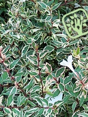 Abelia grandiflora ´Confetti´
