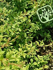 Berberis thunbergii ´Golden Dream´