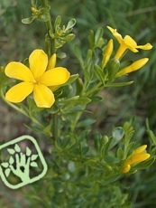 Jasminum fruticans