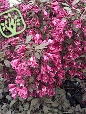 Weigela florida ´Minor Black´