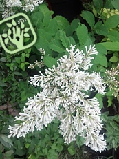 Syringa prestoniae ´Agnes Smith´ Syringa prestoniae ´Agnes Smith´