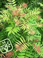 Sorbaria sorbifolia ´Sem´