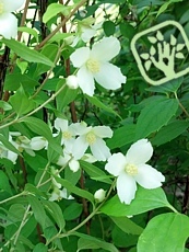 Philadelphus microphyllus