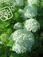 Hydrangea arborescens ´Annabelle´