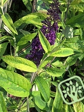 Buddleja davidii ´Santana´