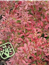 Berberis thunbergii ‘Orange Dream’