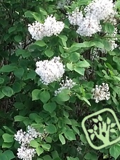 Syringa reticulata 