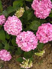 Hydrangea macrophylla