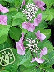 Hydrangea macrophylla ´Zorro´