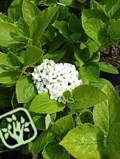 Viburnum carlcephalum