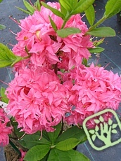 Azalea hybrida ´Knaphill Rose´