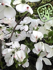 Cornus florida ´Cloud Nine´