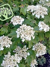 Viburnum opulus ´Compactum´