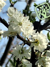 Prunus spinosa ´Plena´