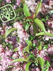 Prunus glandulosa ´Plena Rosea´