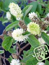 Fothergilla major