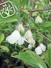 Halesia carolina