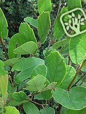 Fothergilla gardenii ´Zundert´