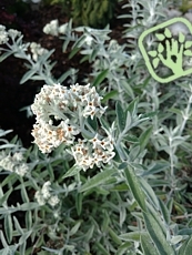 Buddleja davidii ´Morning Mist´