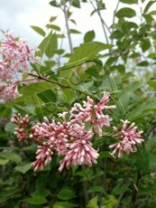 Syringa prestoniae ´Miss japan´ 