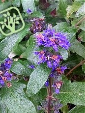 Caryopteris clandonensis ´Grand Bleu´