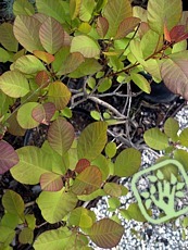 Cotinus coggygria ´Flame´ 