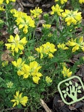 Genista hispanica