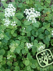 Spiraea decumbens