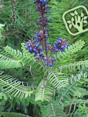 Amorpha canescens