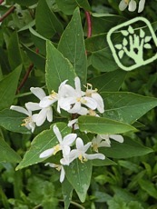 Lonicera tatarica´Alba´