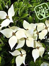 Cornus kousa´Milky Way´