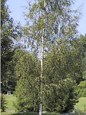 Betula pendula