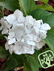 Hydrangea macrophylla Soeur Therese