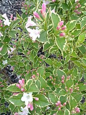 Weigela florida ‘Variegata’