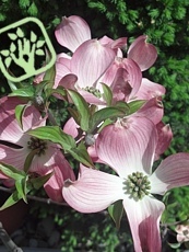 Cornus florida ´Cherokee Chief´