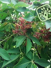 Aesculus mutabilis ´Induta´