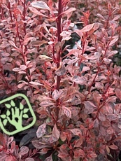 Berberis thunbergii ´Rosy Rocket´ Berberis thunbergii ´Rosy Rocket´
