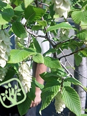 Ostrya carpinifolia